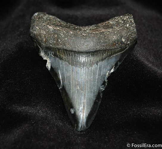 Great Bargain - Inch Megalodon Tooth #135